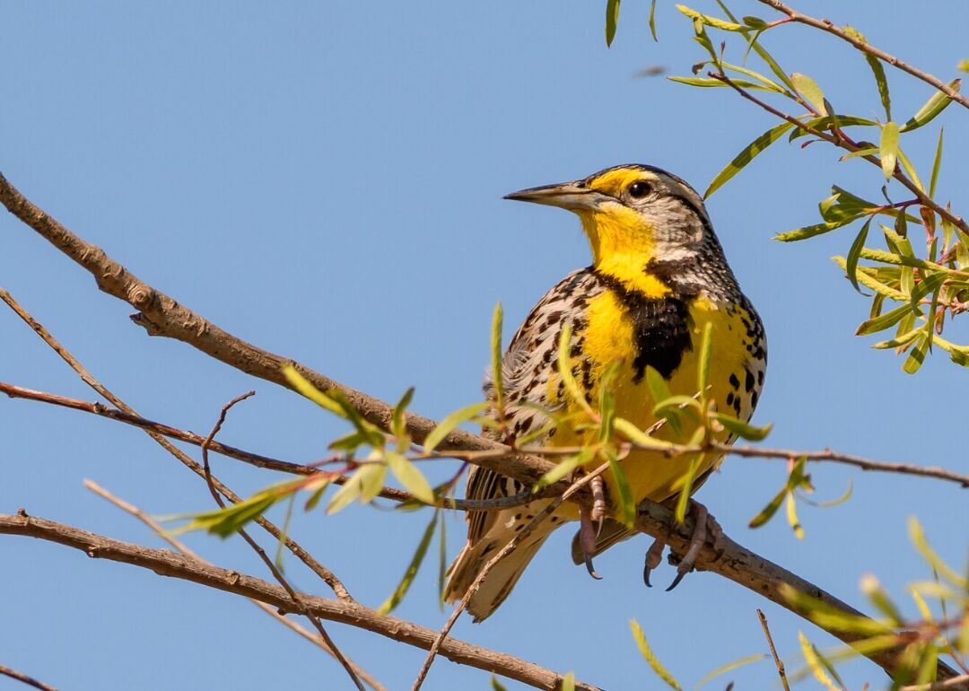 Oregon: Western meadowlark